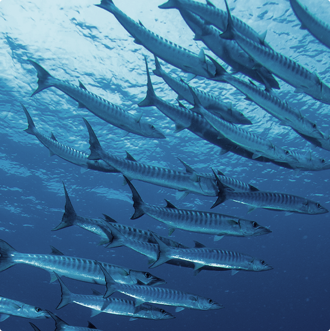 A school of silver barracuda swimming together in deep blue ocean water