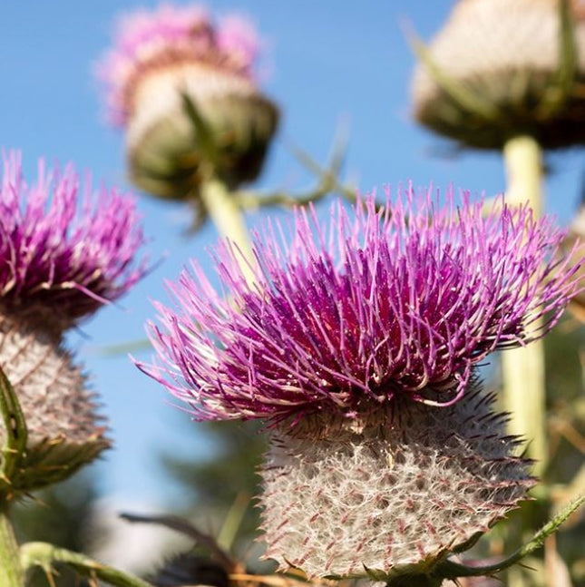Purple milk thistle flowers blooming against a clear blue sky