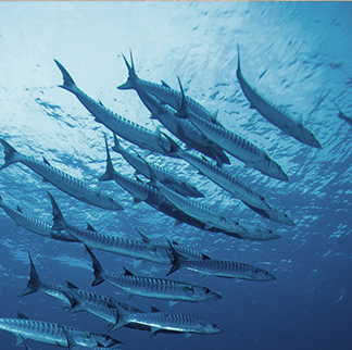A large school of barracuda swimming together in clear blue ocean water